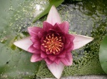 Botanical Gardens - Water Lily