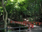 Bridge into the Forest