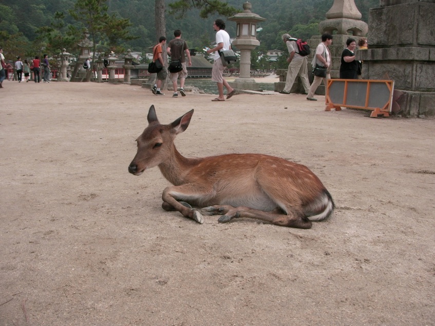Miyajima Deer